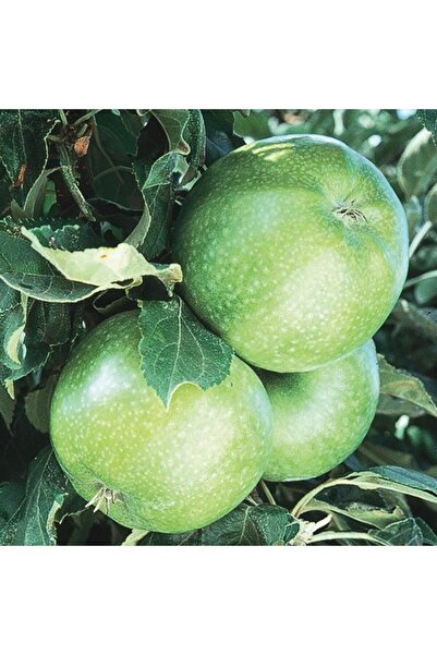 3 YAŞ ;AŞILI, TÜPLÜ GRANY SMİTH YEŞİL ELMA FİDANI BOY 130-150 CM