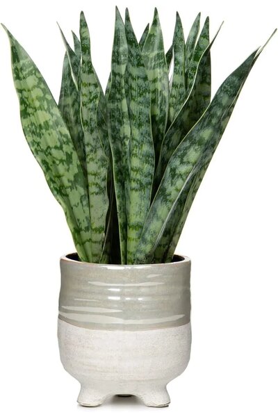 Oairse Plantă artificială Sansevieria în ghiveci ceramic, 31 cm, pentru inter...
