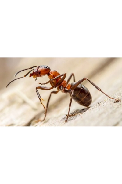 NO BRAND Pudră Bros pentru furnici 1 Kg, Elimină cuiburile de insecte