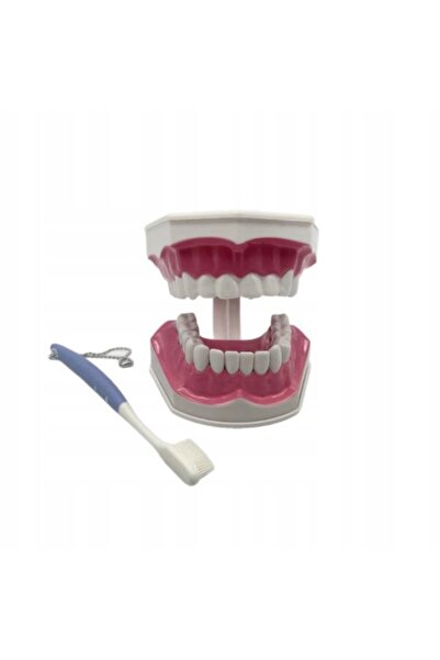 NO BRAND Model de dinți detașabil, model dentar de simulare + periuță