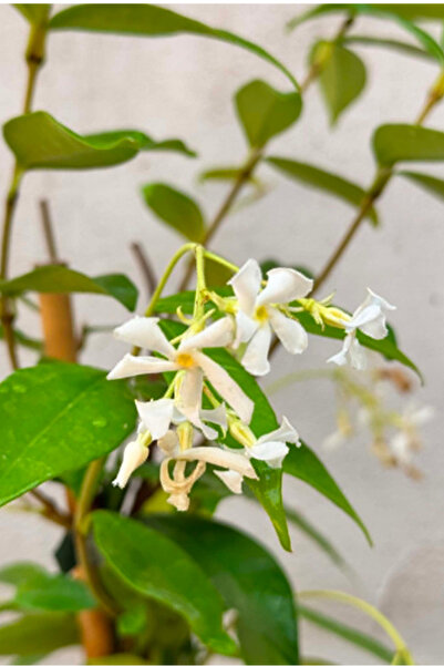 OEM Iasomie cataratoare/Trachelospermum Jasminoides