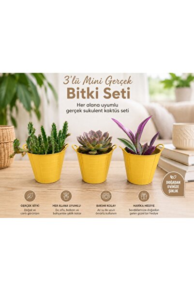 Hep İndirimli 3’lü Mini Gerçek Kaktüs Sukulent Bitki Seti – Dekoratif Saksılı...