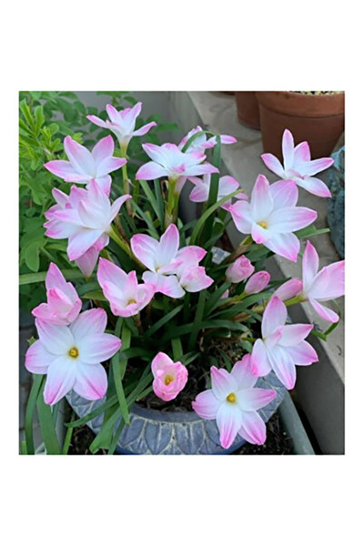 Bloom & Sow Seed بذور زنبق المطر الوردي والأبيض (سميكة وجميلة) - زهرة متعددة ...