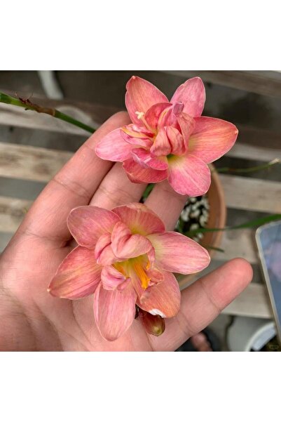 Bloom & Sow Seed بذور زنبق المطر الوردي (زيفيرانثيس) ذو البتلات المزدوجة - نب...