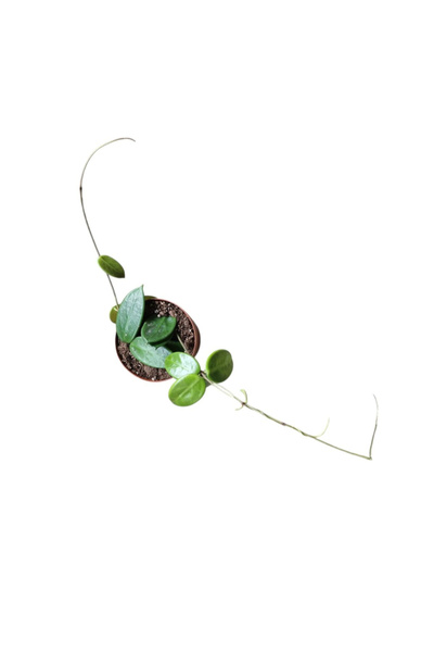 Eufloria Hoya vangviengiensis Ø12