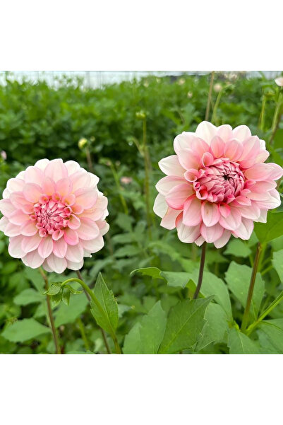 Bloom & Sow Seed Soft Pastel Pink Ball-shaped Dahlia Seeds, Compact Double Bl...