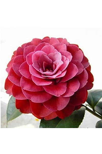 Bloom & Sow Seed Full Bloom Red Camellia Seeds, Cold Hardy Potted Courtyard O...