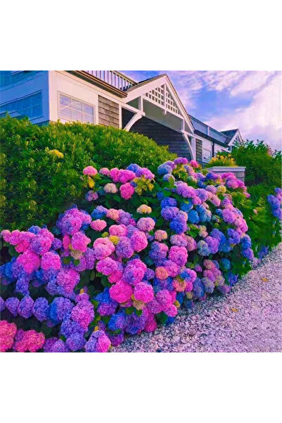 Bloom & Sow Seed Multicolor Big‑Ball Hydrangea Seeds, Hardy Shrub for Yard La...