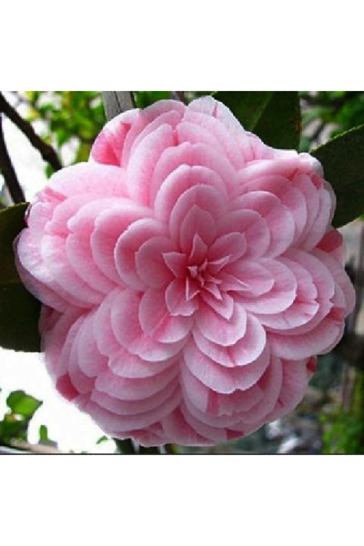Bloom & Sow Seed بذور الكاميليا الوردية الكبيرة المزهرة بالكامل، نبات شجيراتي...