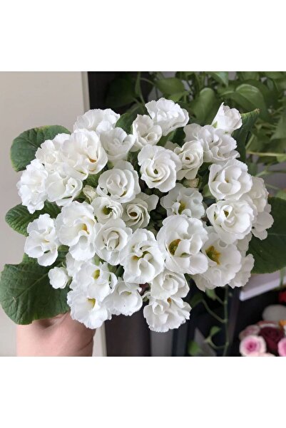 Bloom & Sow Seed Pure White Double Primula Seeds, Compact Houseplant for Balc...