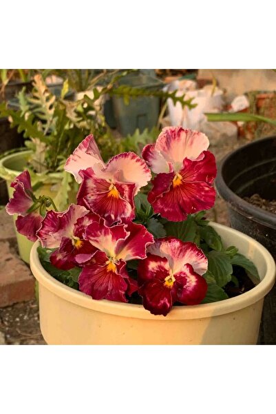 Bloom & Sow Seed Ruffled Edge Wine Red Pansy Seeds, Cool‑Season Bedding Flowe...