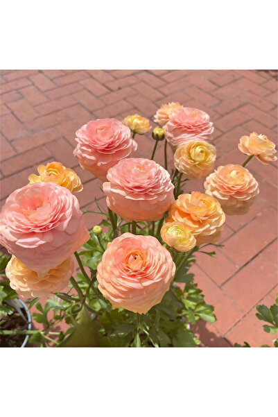 Bloom & Sow Seed Warm Orange Mixed Ranunculus Seeds, Persian Buttercup Cut‑Fl...