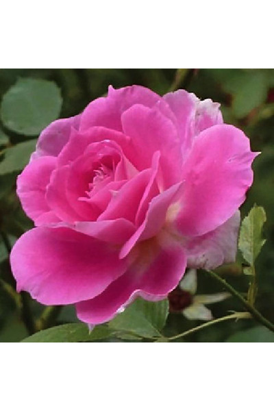 Bloom & Sow Seed Vibrant Hot Pink Double‑Blooming Rose Seeds, Perennial Shrub...