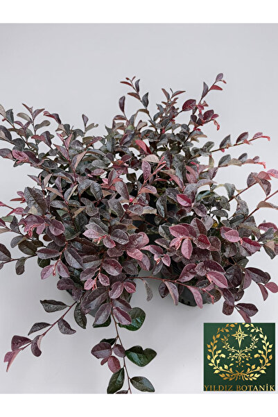YILDIZ BOTANİK 4 Adet Loropetalum Rüya Çiçeği Fidanı Çit Bitkisi 25-30 CM
