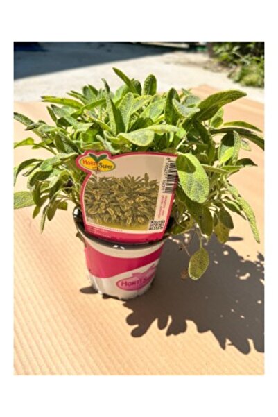 OEM Salvia Variegata Gialla, P10 Ghiveci
