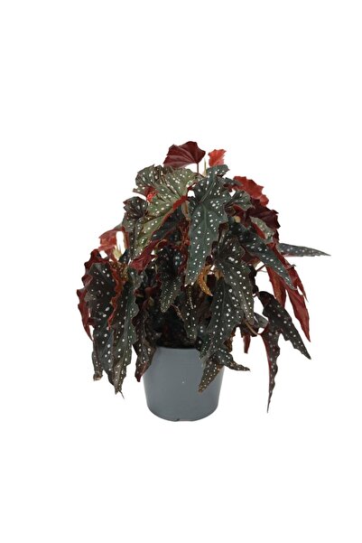 Genel Markalar Çilli Begonya Fidanı Begonia Maculata 10-20 cm