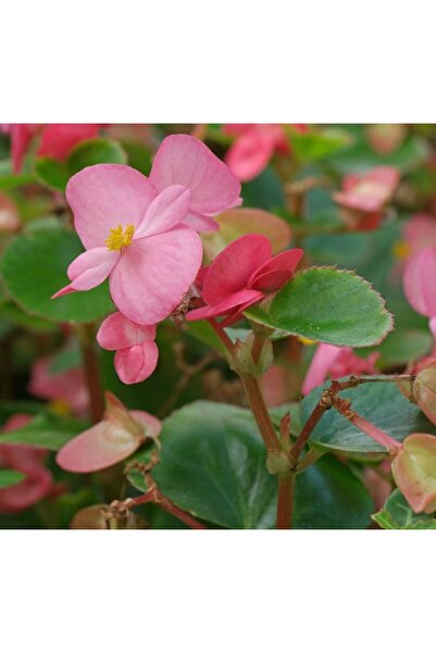 Mimoza Begonia (Begonya Çiçeği) Fuşya 10-20 cm