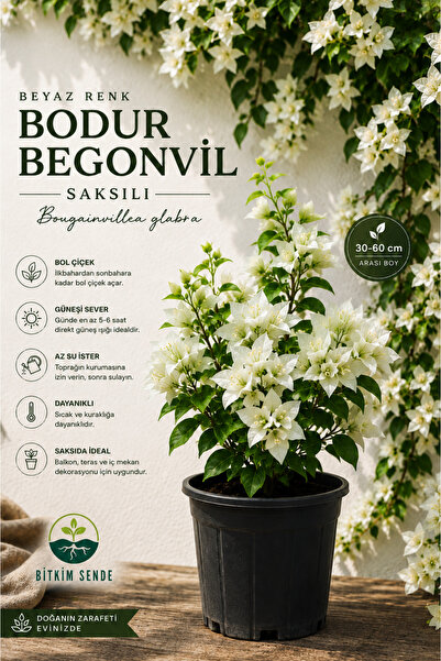 Bitkim Sende Videolu Beyaz Bodur Begonvil Çiçeği Fidanı 30-50 Cm Saksılı Çiçe...
