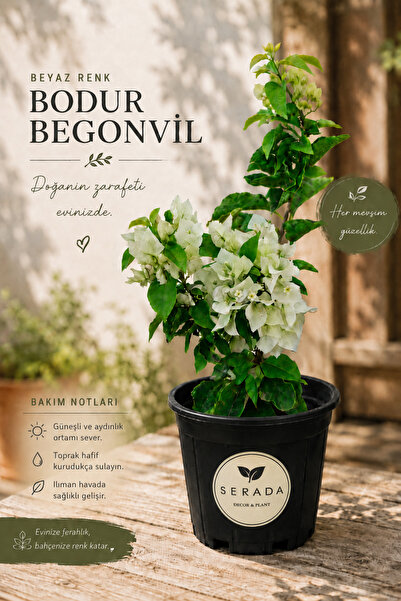 serada decor & plant Videolu Beyaz Renkli Begonvil Çiçeği (40 60 CM)1 Adet Tü...