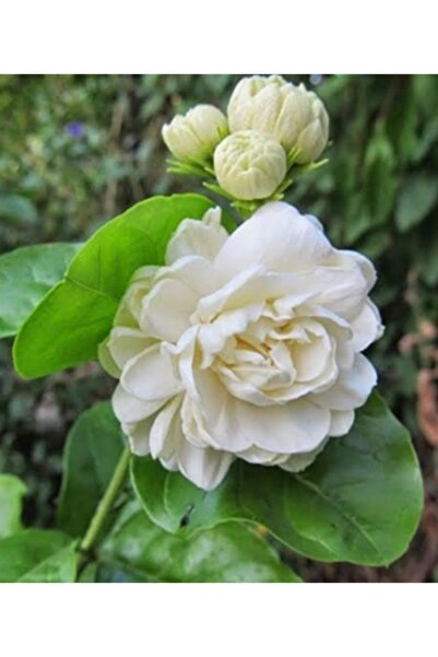 nazlı çiçekçilik Katlı Full Yasemini Fidesi (Jasminum Sambac) – Yoğun Kokulu,...