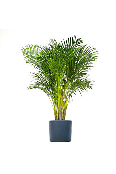 Fidanburada Areka Palmiyesi Large - Ruby Antrasit Saksılı Dypsis Lutescens