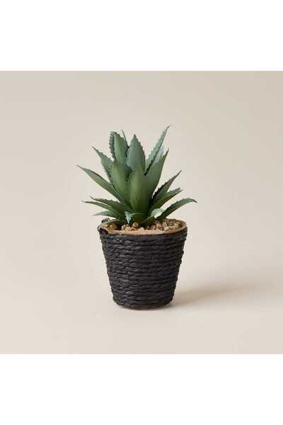 Evidea Deco Saksılı Yapay Sukulent - Bej / Yeşil - 15x9 cm