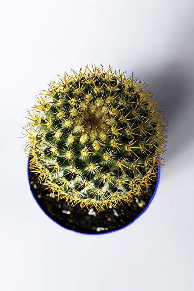Toptan Kaktüs Mammillaria Flavicentra Kaktüs – Altın Dikenli Özel Seri – 8.5 cm Saksıda