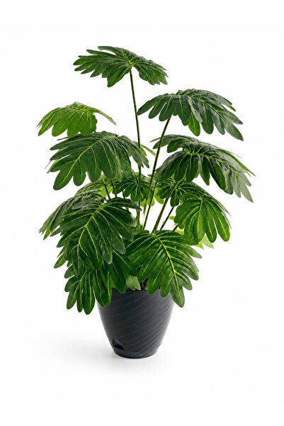 Syngonium 18 yapraklı 70 cm Yapay Salon Çiçeği