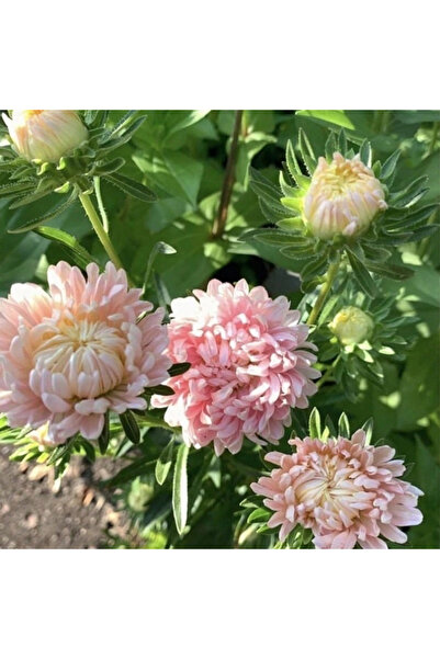 123 Easy to Grow Duchess Boni Apricot Aster Flower Seeds for a Long Blooming ...