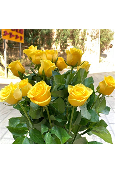 123 210 Rose Seeds