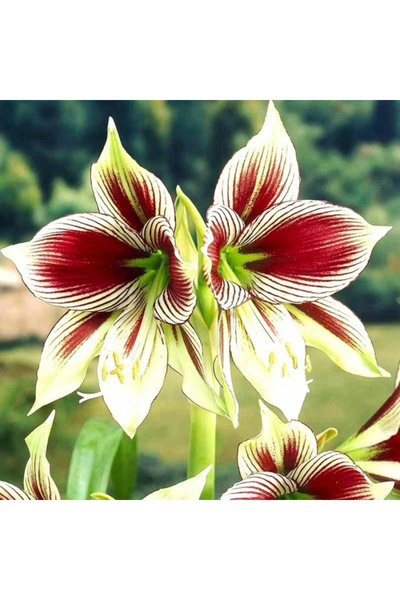 123 110Pcs Phoenix Butterfly Single Branch Flower Seeds