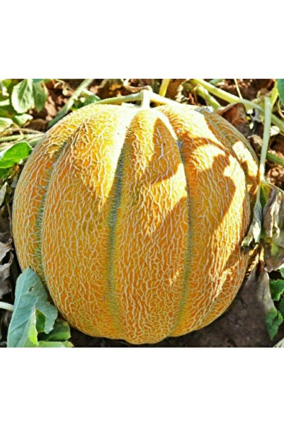 123 1000Pcs Seeds, Watermelon, Super Sweet, Rare Fruit, Non-Gmo