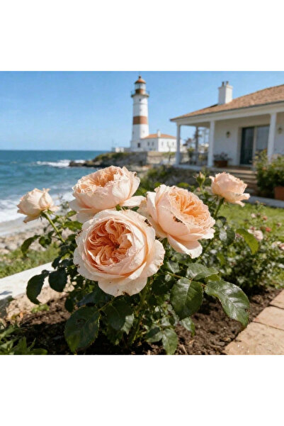 123 50+ Pieces of Rose Planting Seeds, Perennial Shrub with Multiple Season R...