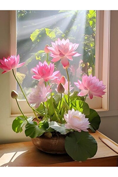 Köy Tohumları 10 Adet Tohum Pembe Renk Açan Lotus Su Zambağı Su Çiçeği Tohumu...
