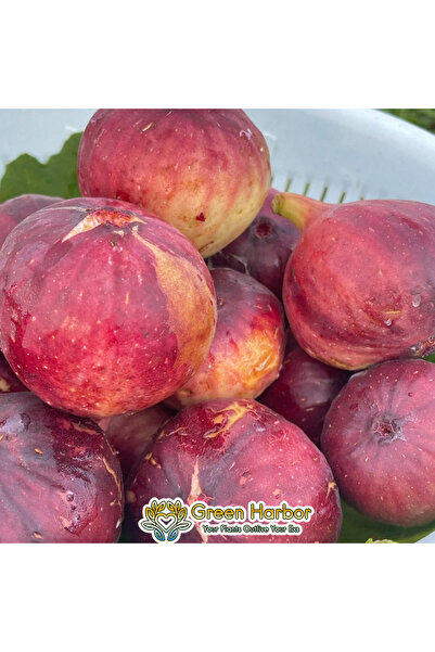 123 Sweet and Cold-Resistant Variety with Bright Red Flesh. It Can Be Grown i...