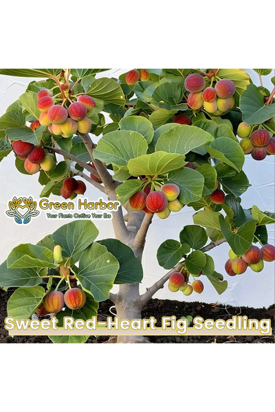 123 Sweet and Cold-Resistant Variety with Bright Red Flesh. It Can Be Grown in All Seasons and Is Suitable for Orchards, Small Patios, and Balcony Bonsai