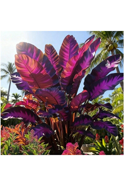 123 239Pcs of Elephant Ear Grass - Easy to Grow, Fast-Growing, Cold-Resistant...