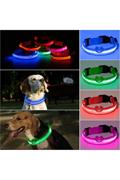 Baron Pet LED Işıklı Köpek Tasması Pilli 3 Modlu Gece Görünürlük - Sarı L Beden