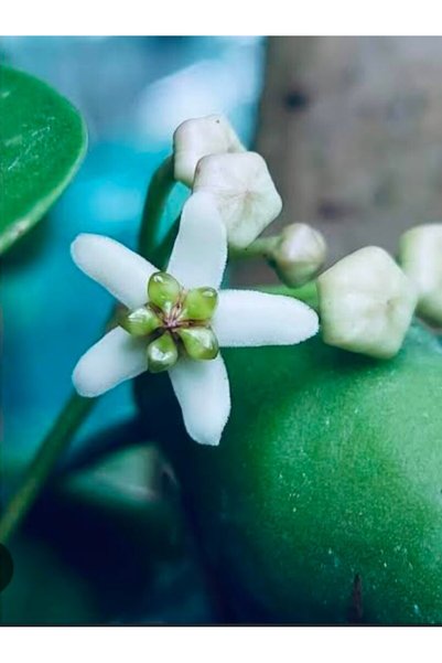 SİMAN BOTANİK Hoya Hon Thom Splash Mum Çiçeği