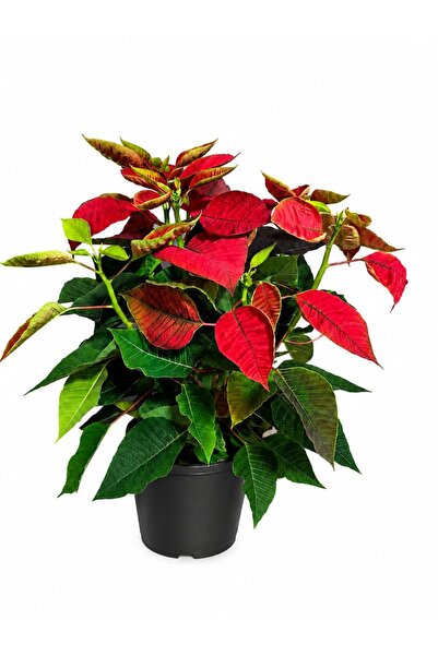 Atatürk Çiçeği Ponsetia Q17 cm Saksı 40-50 cm Boy