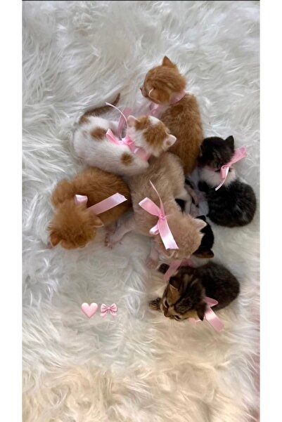 NOOR LILY Şık fiyonklu ve zarif kurdele detaylı kedi tasması