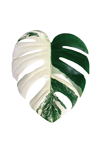 Choice Y-4 Plant Socket Folding Phone Grip Tok Leaf Acrylic Phone Holder For ...