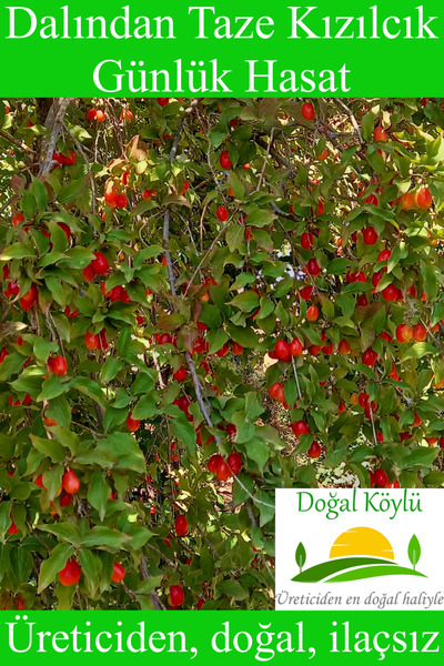 Doğal Köylü Dalından Taze Kızılcık Meyvesi 250gr - Üreticiden, Doğal, İlaçsız