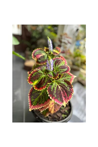Mimoza Kolyos Yaprak Güzeli Çiçeği 1 Adet 10-20 cm Saksılı