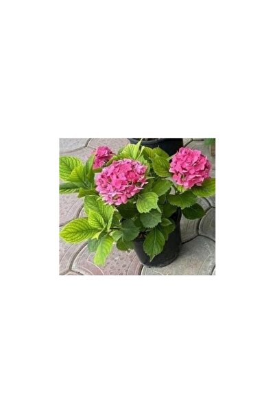 Mimoza Fuşya Canlı Çiçek Ortanca Pembe Hydrangea Macrophylla 10-20 cm