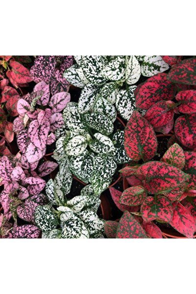 Mimoza Mor Benek Fittonia Hostes Çiçeği Çilli Yeşil Mor Benek 10-20 cm