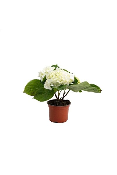 Genel Markalar Beyaz Ortanca Çiçeği Fidanı 10-20 Cm
