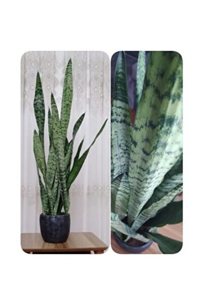 Mimoza Paşa Kılıcı Peygamber Kılıcı, Paşa Kılıcı Sansevieria 30-40 cm