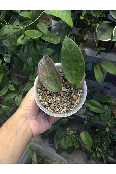 Hoya WMZ (Welsh Mountain Zoo)