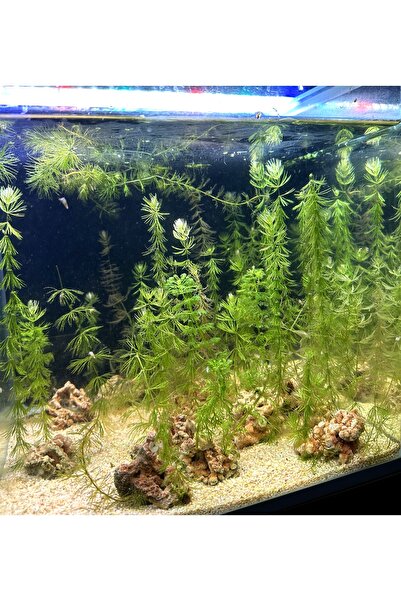 Genel Markalar Ceratophyllum Demersum (Tilki Kuyruğu) Akvaryum Bitkisi - Taşa...